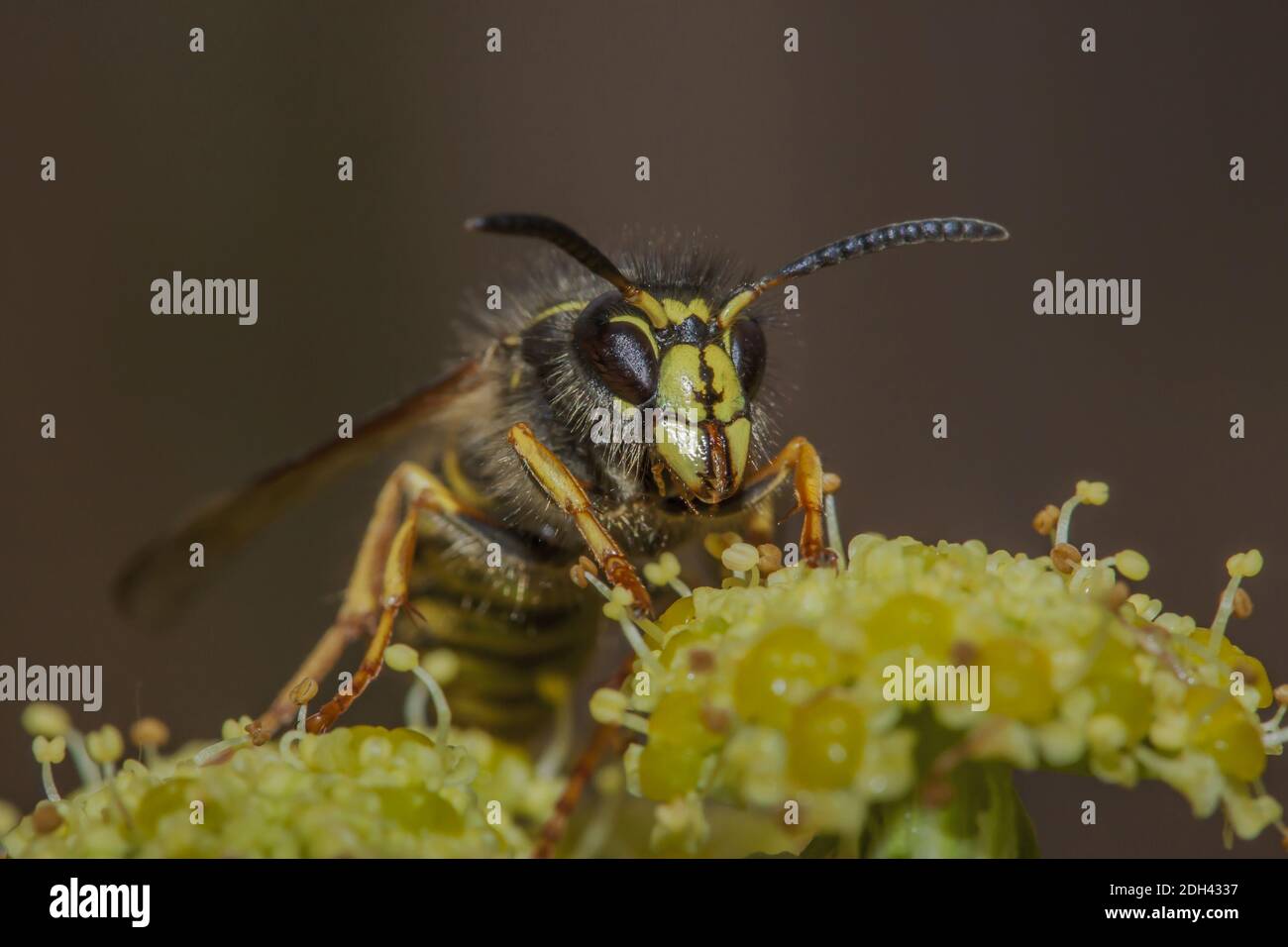 Saxon wasp 'Dolichovespula saxonica' Stock Photo