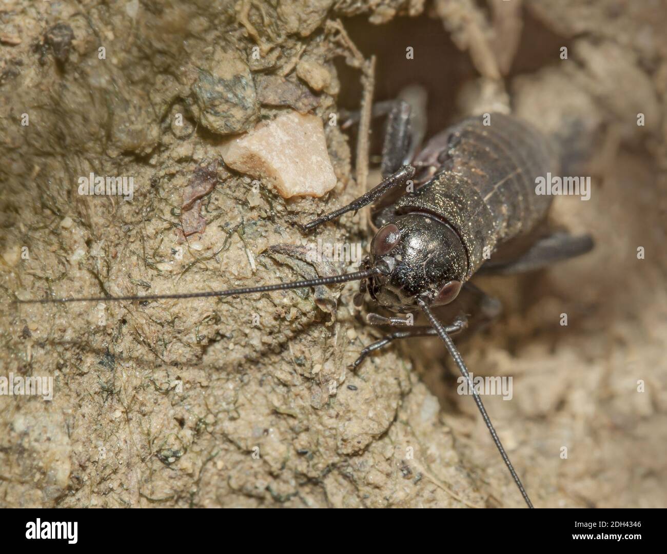 Echte Grille High Resolution Stock Photography and Images - Alamy