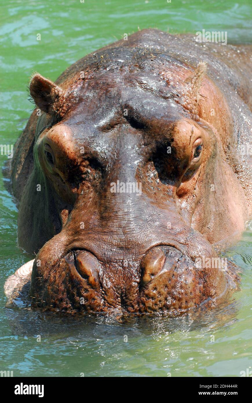 hippopotamus, Flusspferd, Nilpferd, Großflusspferd, Hippopotamus amphibius, nílusi víziló Stock Photo