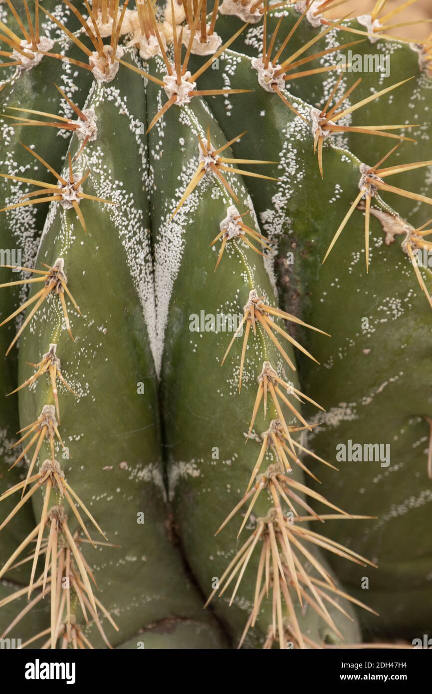 Astrophytum ornatum (Bishop's Cap, Monk's Hood), cactus close-up natural plant portrait showing deep ridges and spines Stock Photo