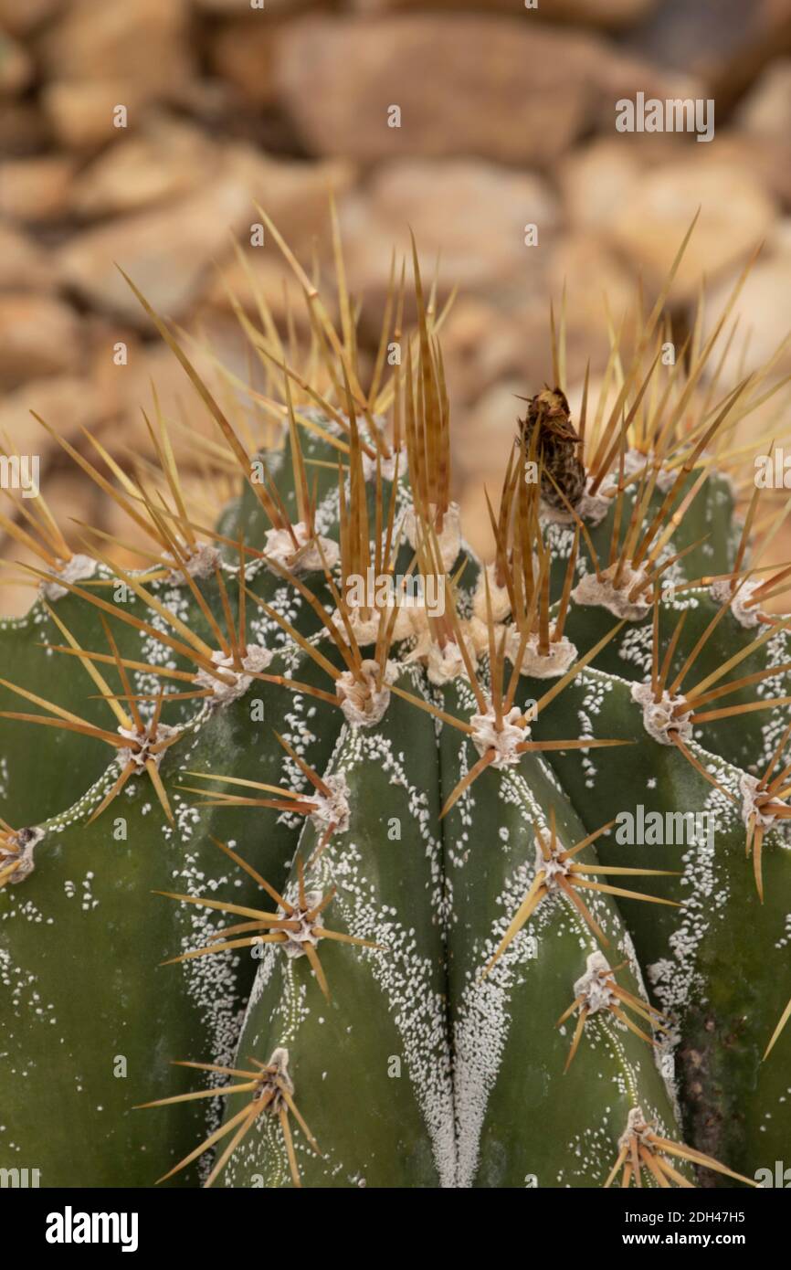 Astrophytum ornatum (Bishop's Cap, Monk's Hood), cactus close-up natural plant portrait showing deep ridges and spines Stock Photo