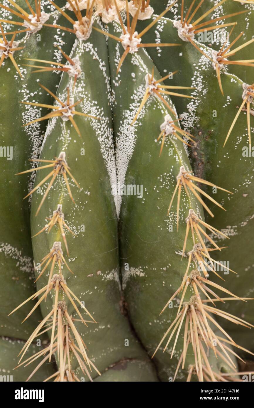 Astrophytum ornatum (Bishop's Cap, Monk's Hood), cactus close-up natural plant portrait showing deep ridges and spines Stock Photo