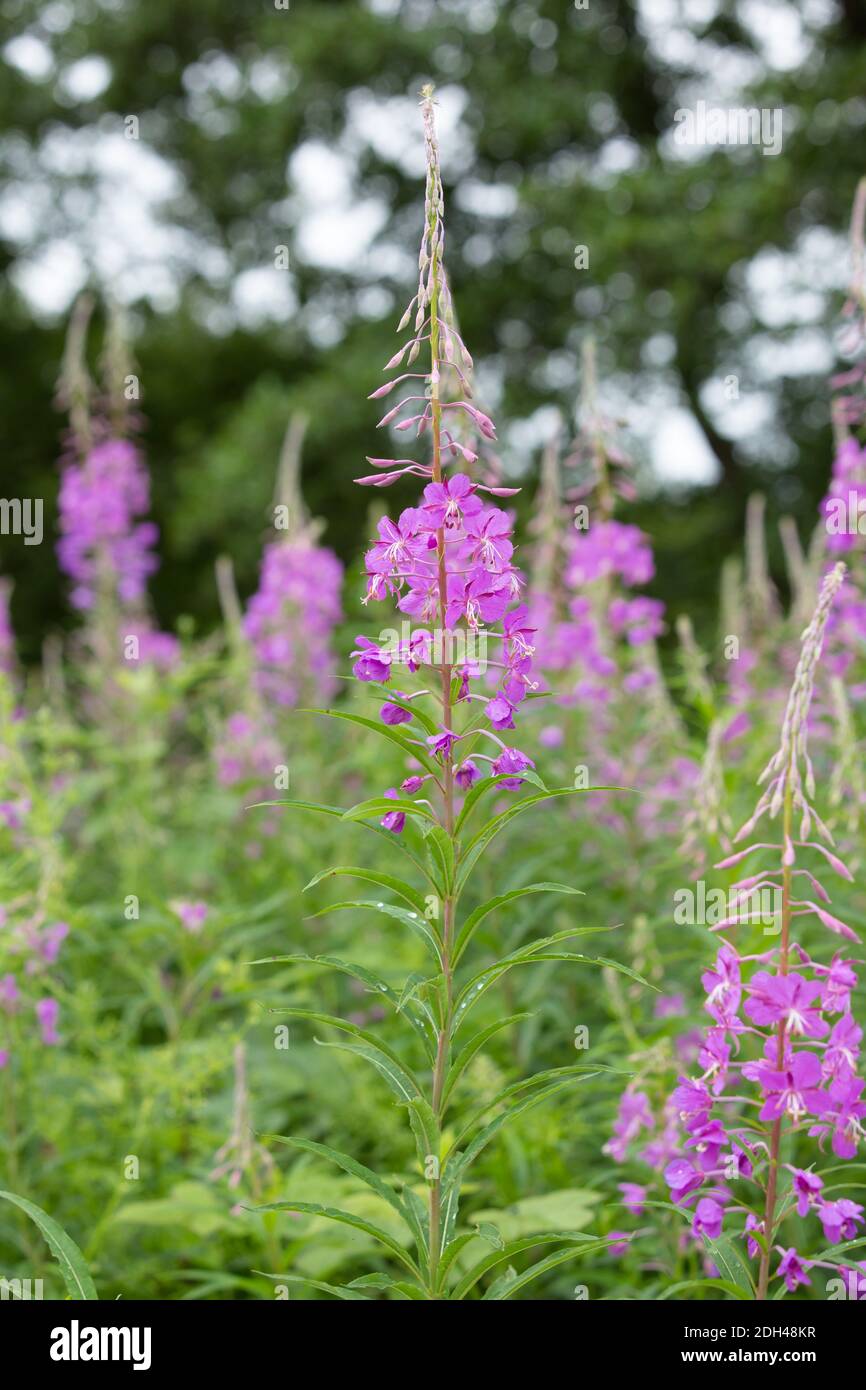 Woodland willowherb, Epilobium angustifolium Stock Photo