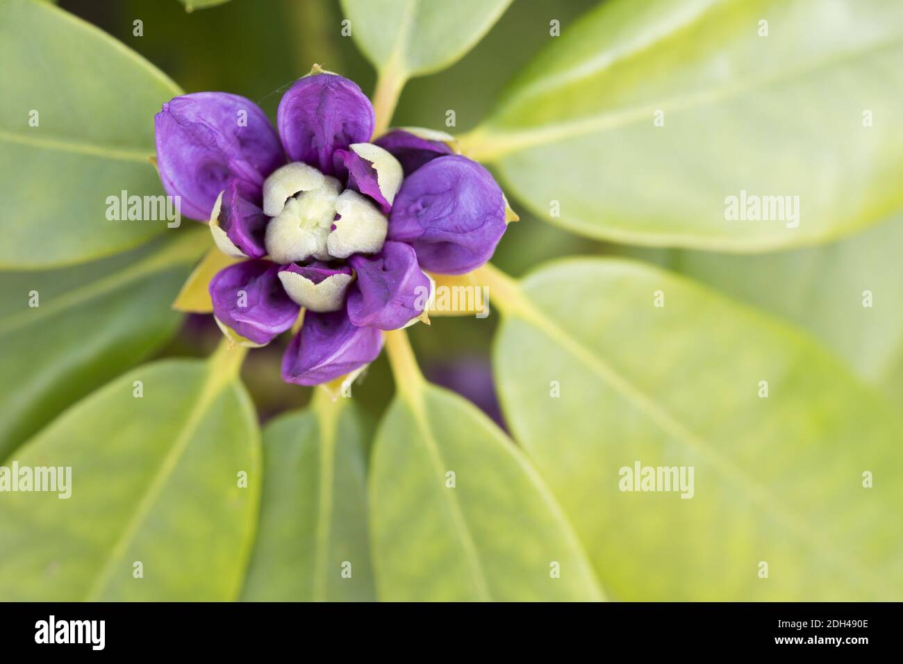 Rhododendron, closed flower Stock Photo Alamy