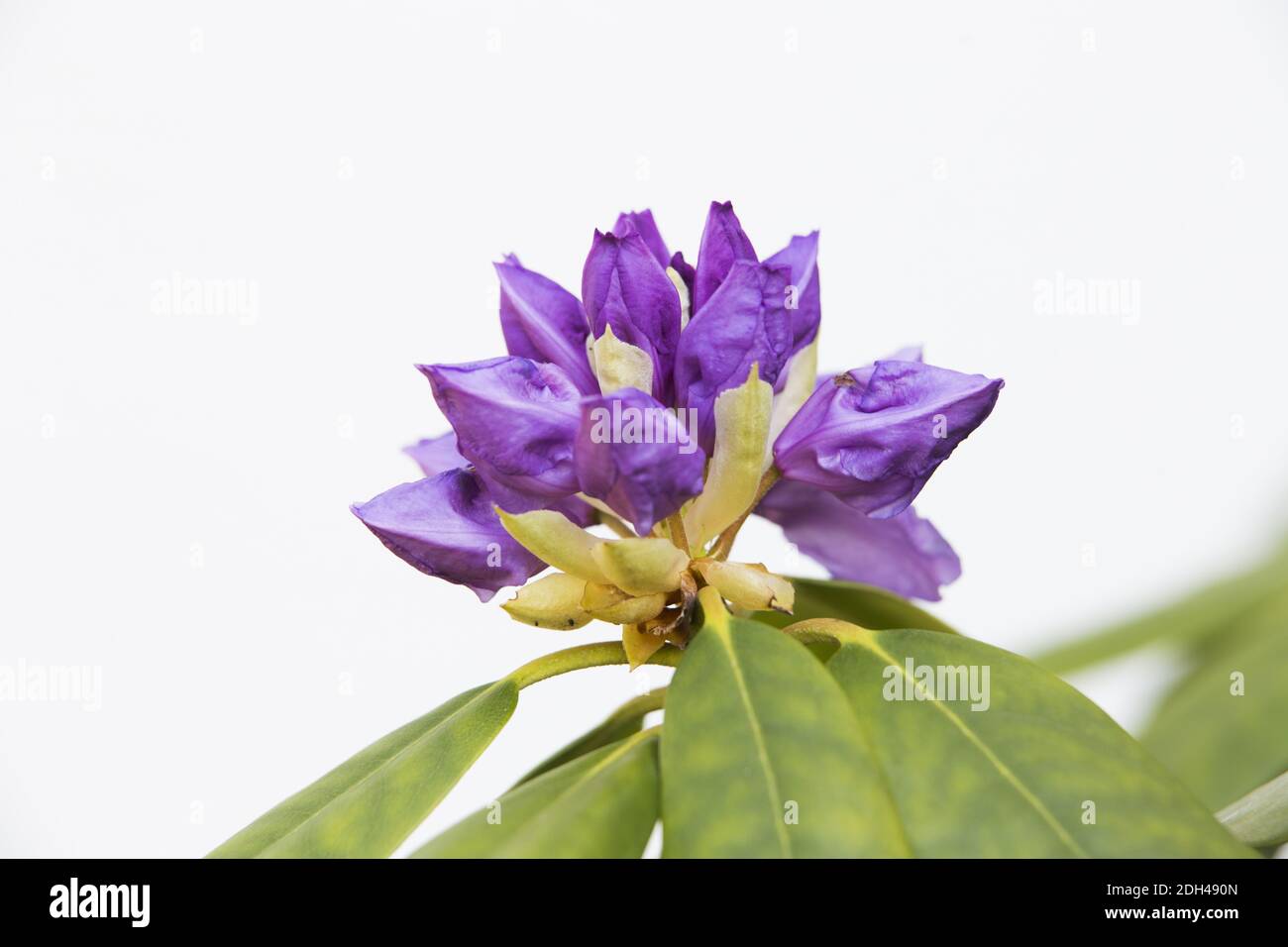 Rhododendron, closed flower Stock Photo Alamy