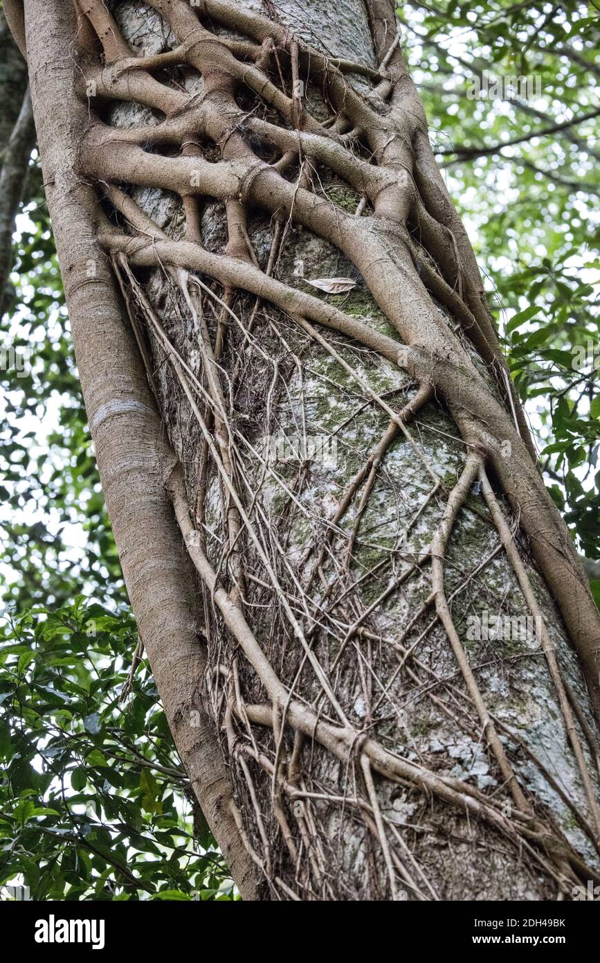 Strangler fig trees australia hires stock photography and images Alamy
