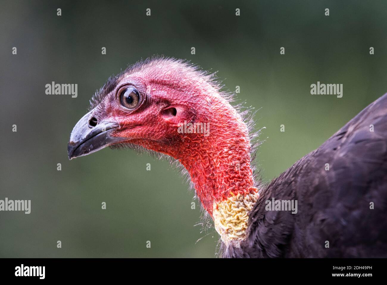 Close up of an Australian Bush Turkey Stock Photo