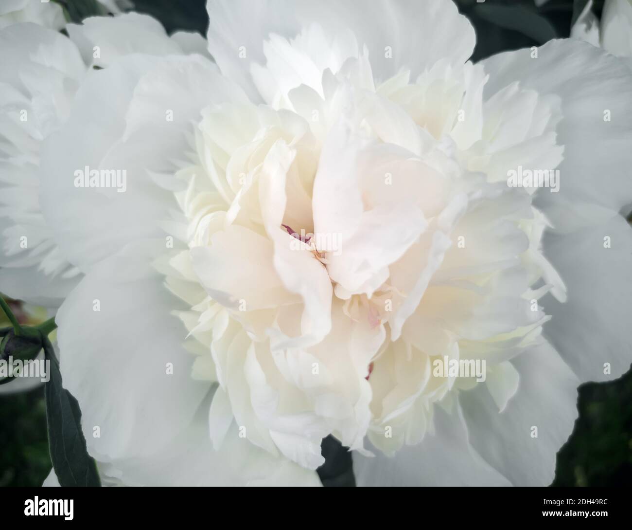 Beautiful white peony flower among green leaves Stock Photo