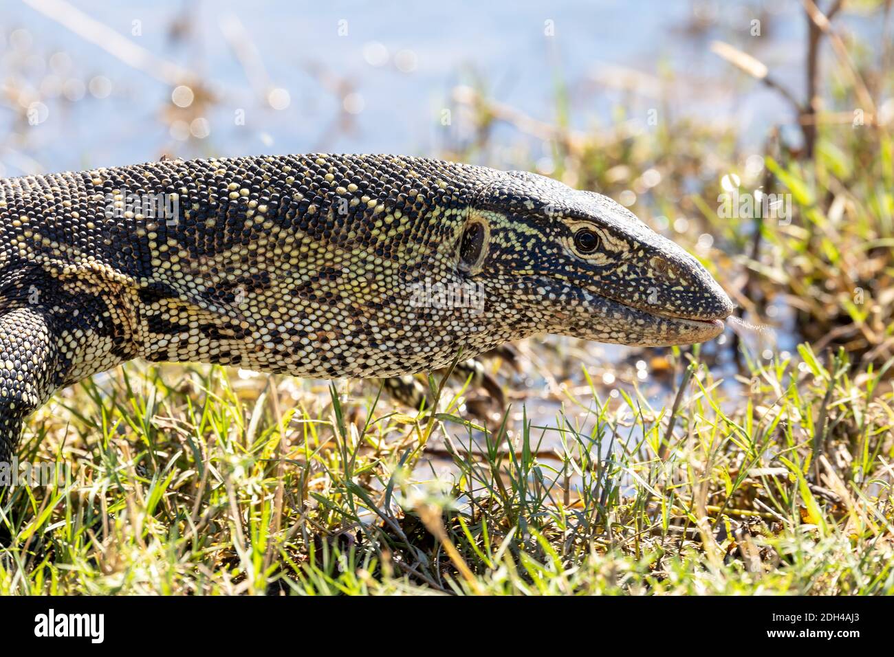 Monitor Lizard in Chobe, Botswana Africa wildlife Stock Photo Alamy