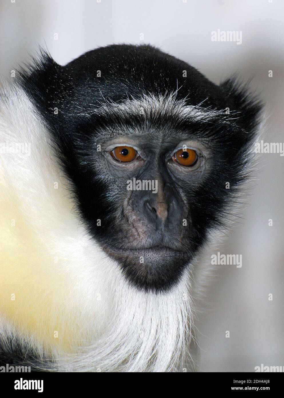 Roloway monkey, Roloway-Meerkatze, Cercopithecus roloway, Roloway-cerkóf, Critically Endangered Stock Photo