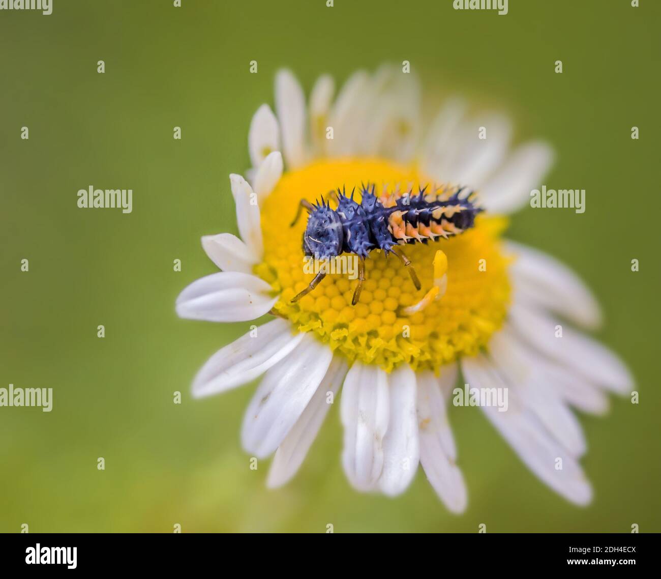 Asian ladybirds larva 'Harmonia axyridis' Stock Photo