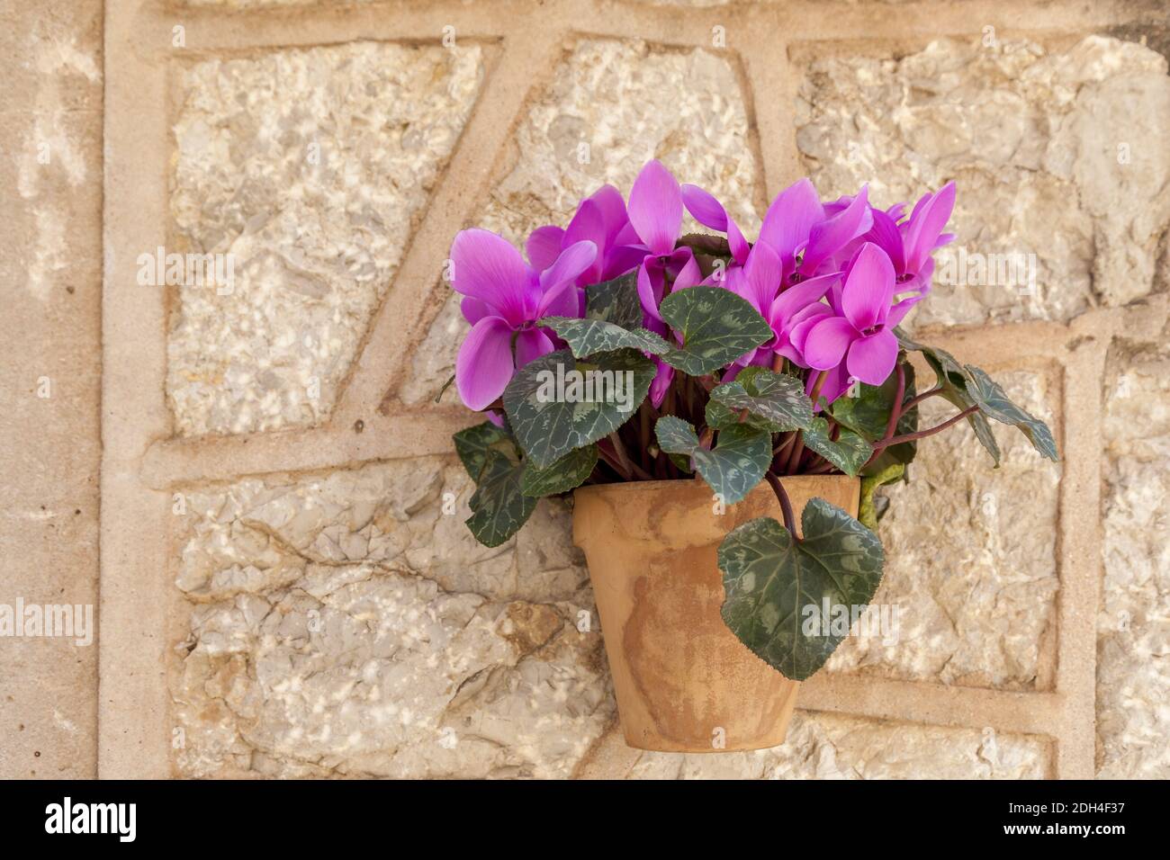 Flowerpot with cyclamen Stock Photo
