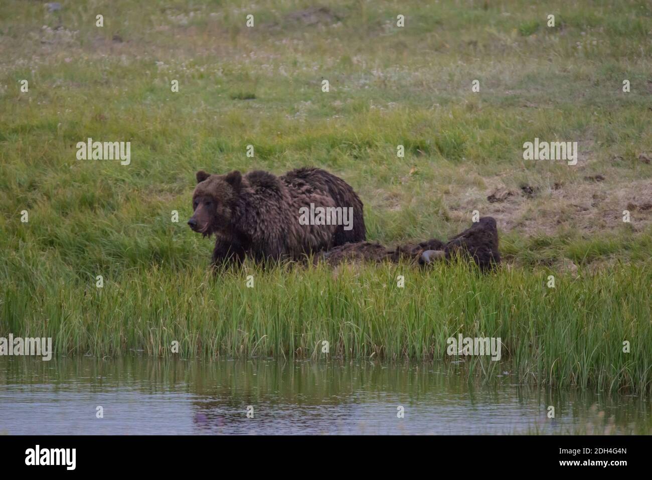 stilhed uregelmæssig Kronisk A grizzly bear stands over a buffalo carcass in Hayden Valley, Yellowstone  National Park, USA Stock Photo - Alamy