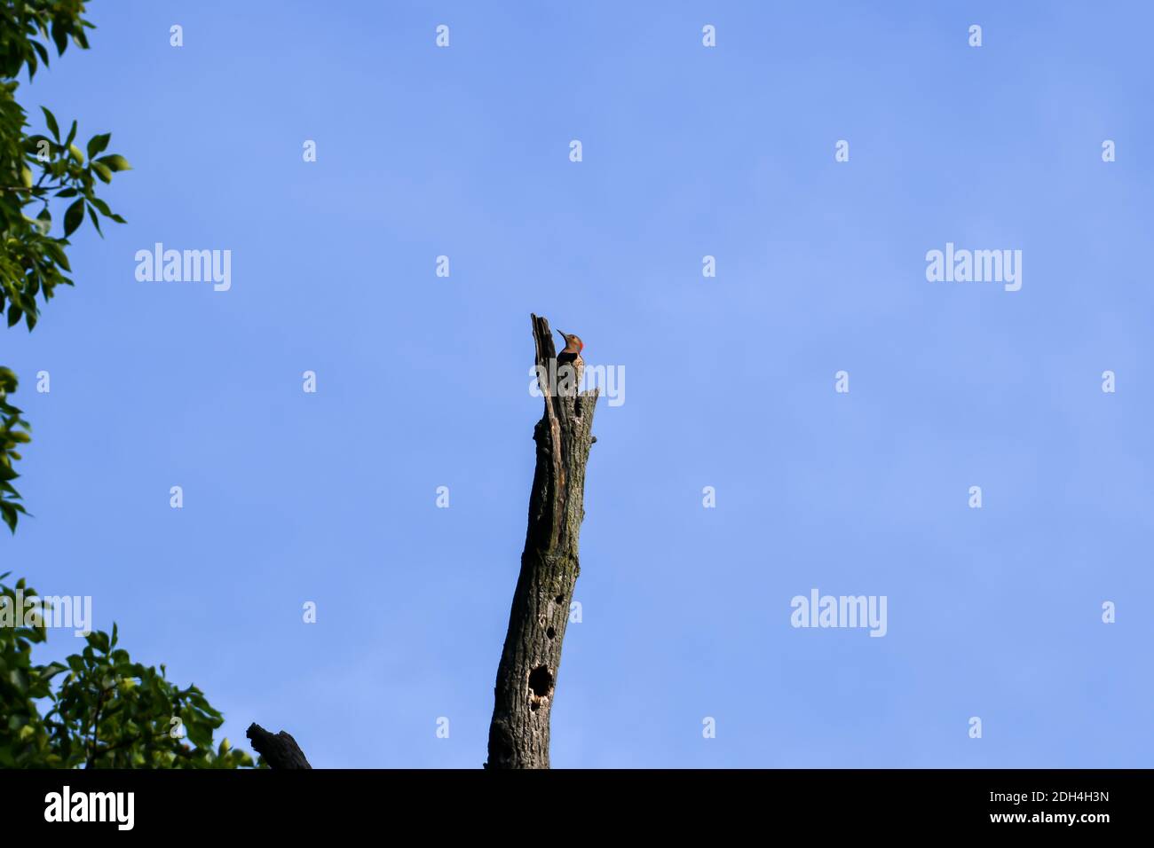 Female Northern Flicker Bird Perched on Top of Dead Tree Trunk with Woodpecker Holes in Front and Blue Sky Background Stock Photo