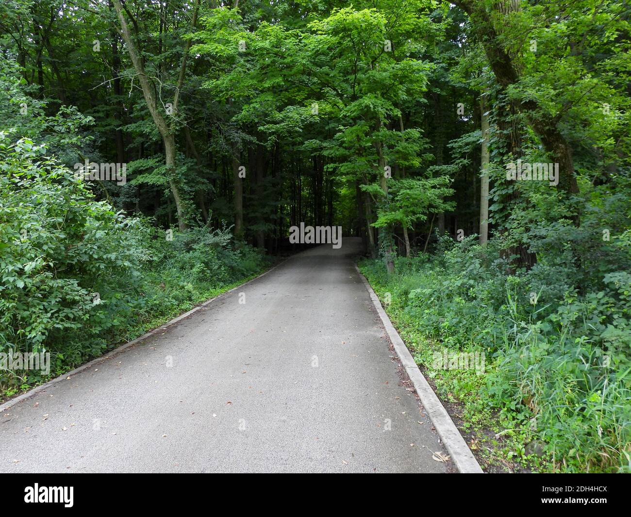 Stunning Bike and Hiking Trail Path into Vibrant Green Forest with Overhanging Branches and Leaves Stock Photo