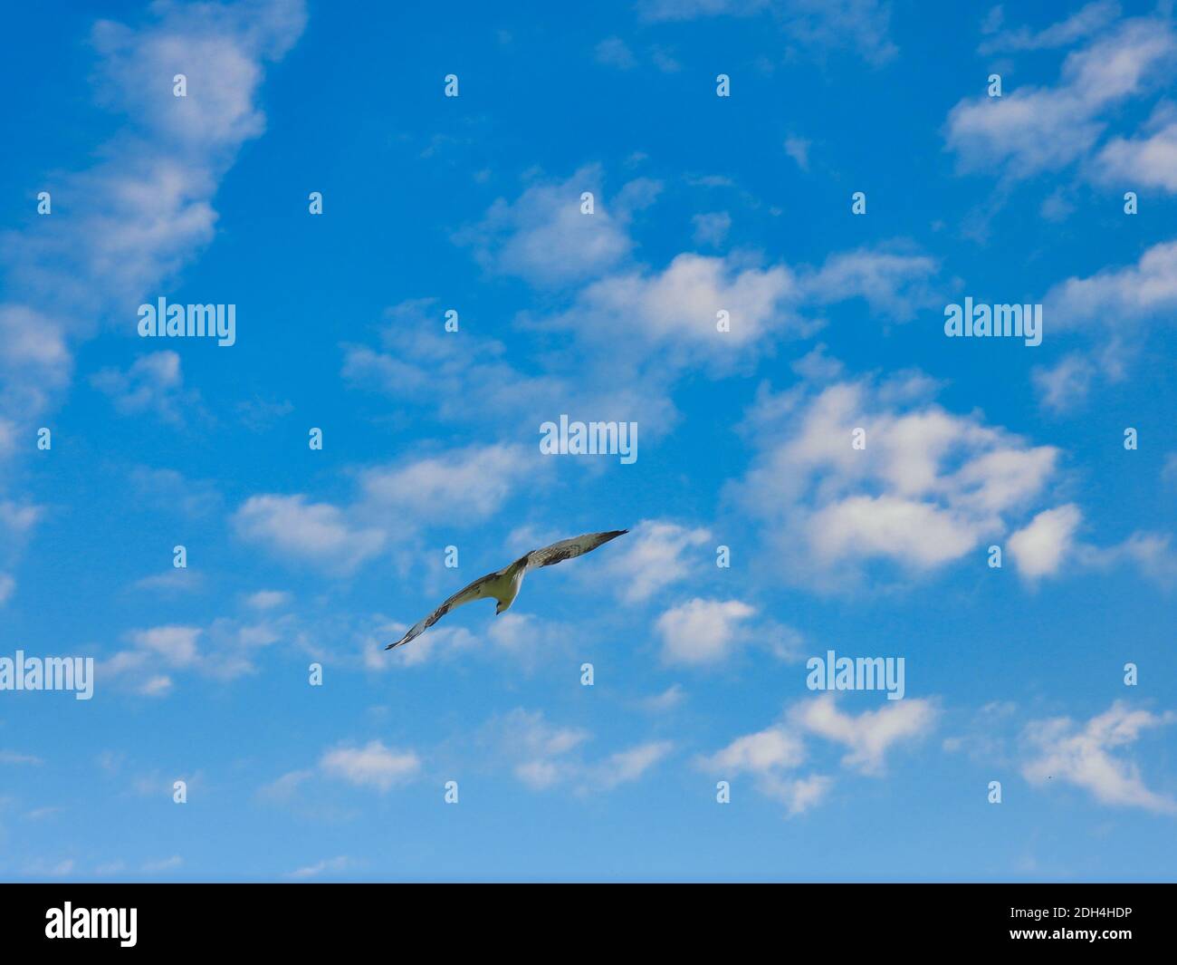 Osprey Soaring Through the Bright Blue Sky with Fluffy White Clouds Bird of Prey Hunting on a Beautiful Summer Day Stock Photo