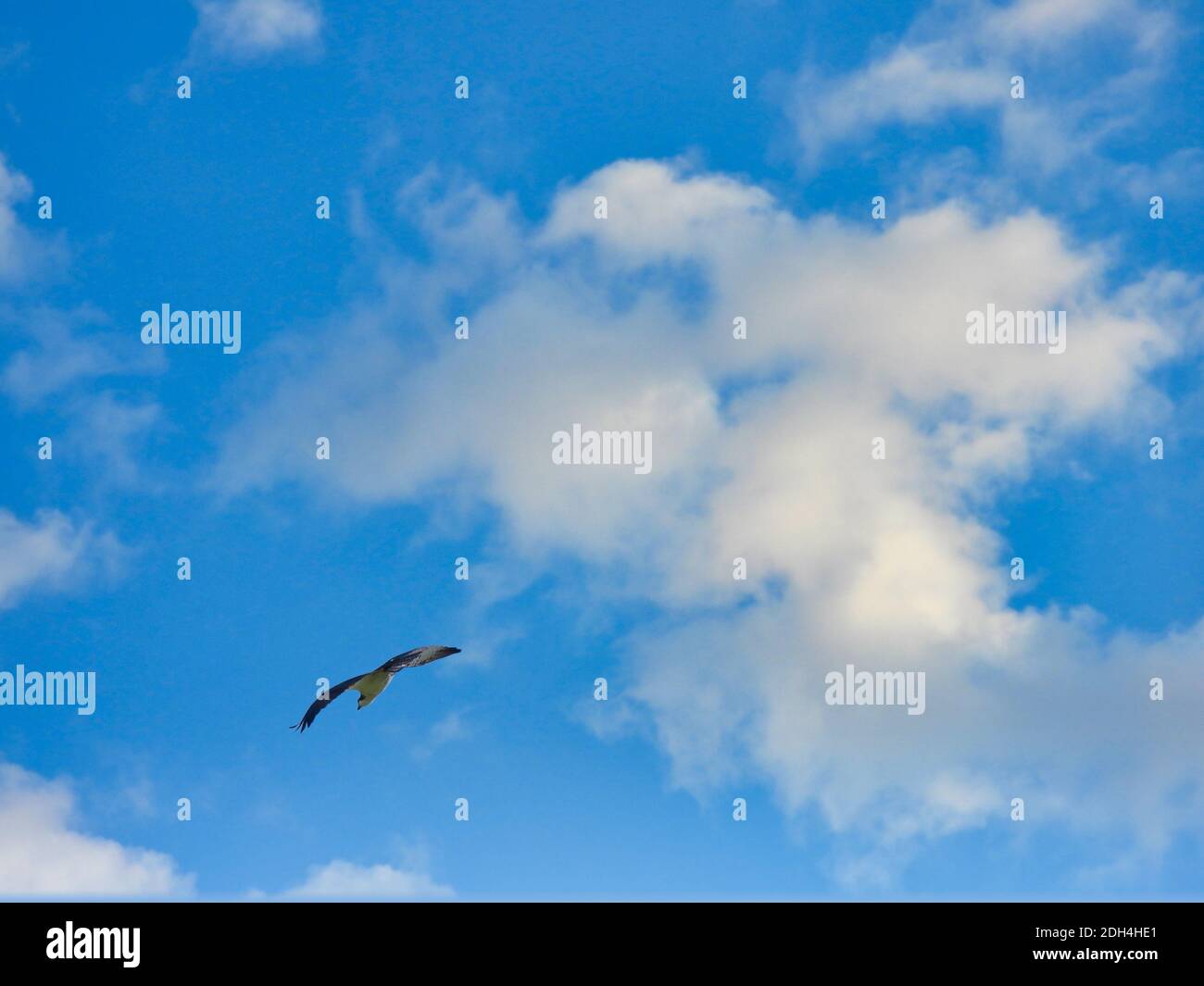 Osprey Bird of Prey Flying Through Bright Blue Sky with Fluffy Clouds with Full Wing Span Hunting on a Summer Day Stock Photo