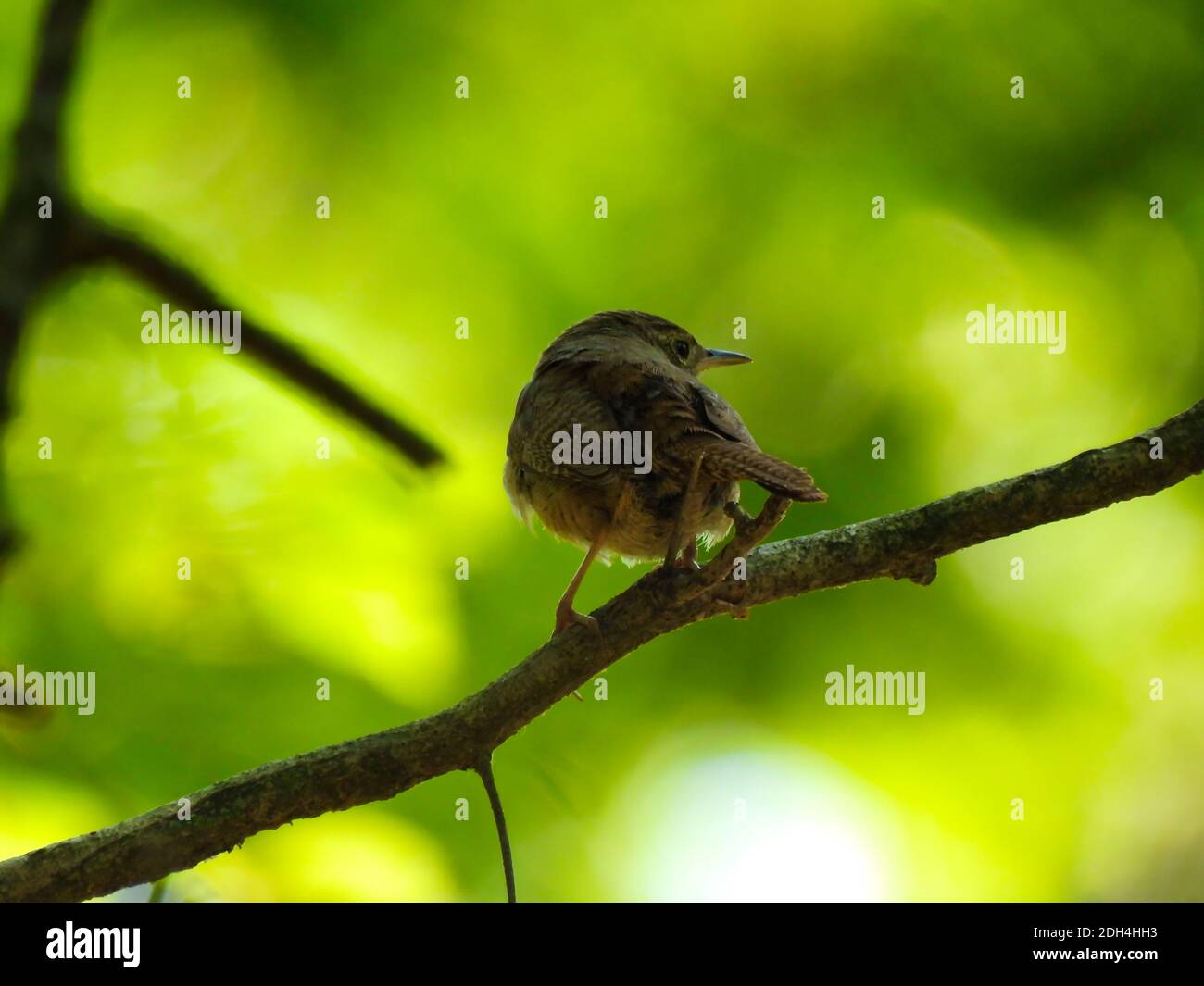 House Wren Bird Perched on Lone Tree Branch with Beautiful Striped Patterned Feathers with Green Forest Blurred in Background Stock Photo