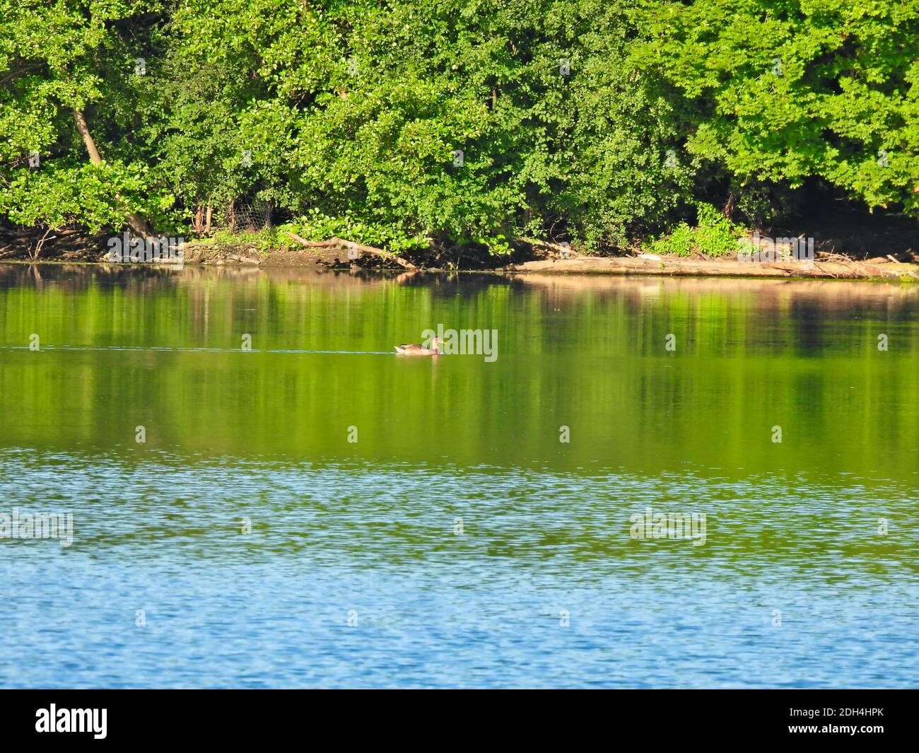 Lone Duck Bird Swimming Across Calm Water in Lake in Early Morning Sunlight and Green Forest Along Shore Stock Photo