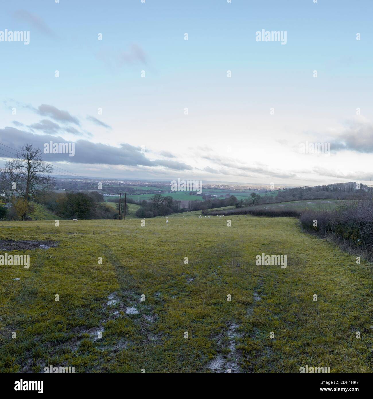 Row of trees and hedges across green fields in winter with electricity