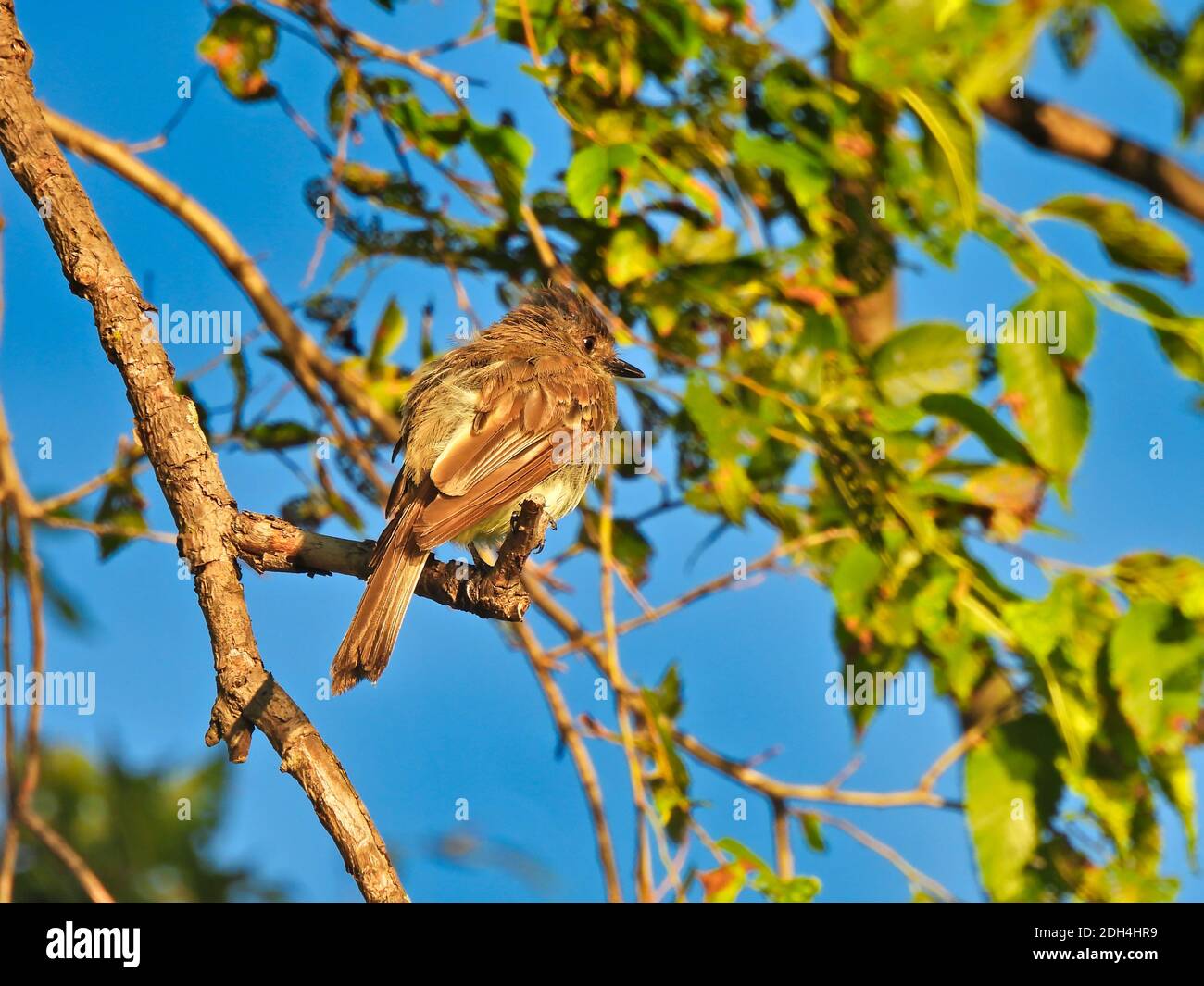Flycatcher Bird Sits Perched on a Tree Branch Soaking in the Morning Sun at Dawn with Green Leaves and Bright Blue Sky in Background Stock Photo