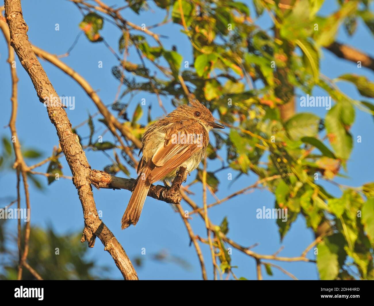 Flycatcher Bird Molting on a Sunny Morning Perched on Tree Branch at Dawn Sunrise Looking to the Side Stock Photo