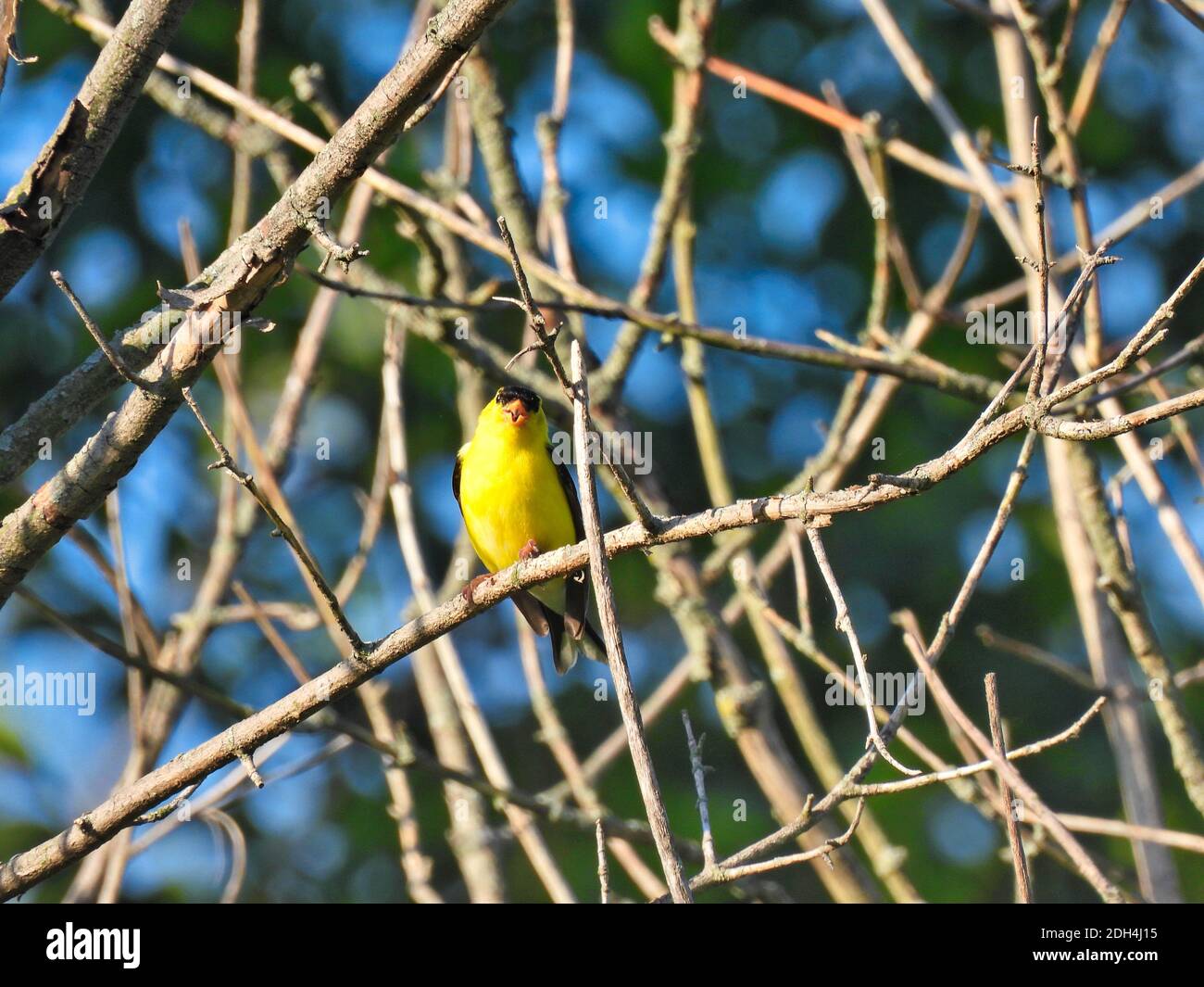 Yellow and black bird An American goldfinch bird male in breeding