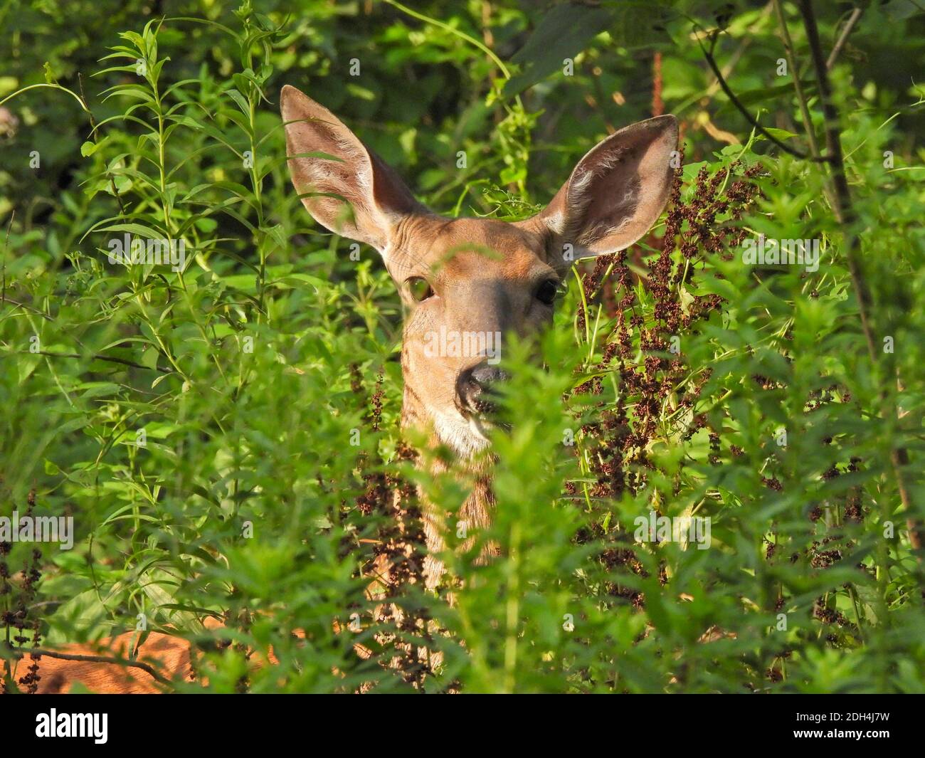 Female Deer Doe Close Up of Face Hiding Among High Green Foliage Stock Photo