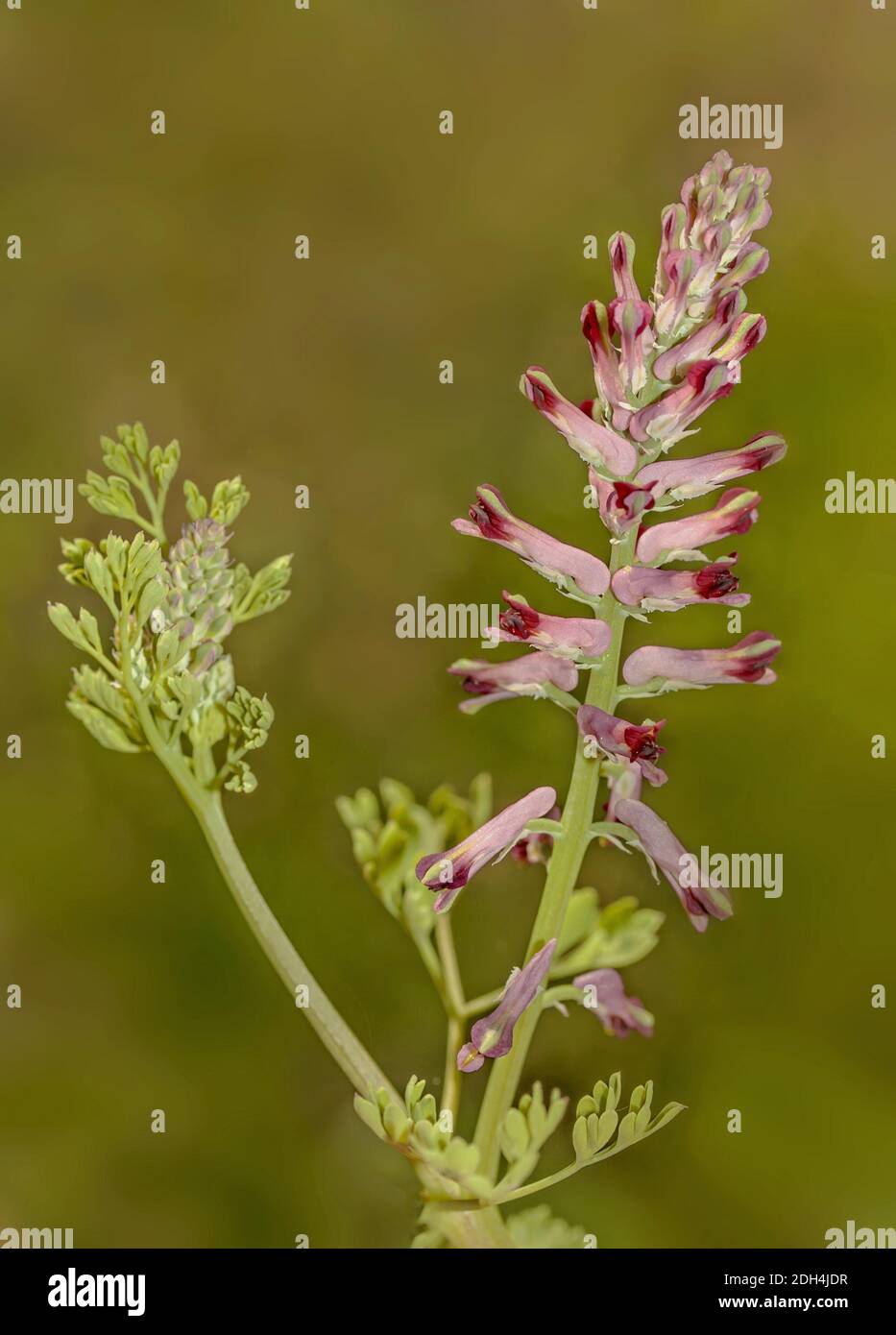 Smok of the earth  'Fumaria officinalisâ€˜ Stock Photo