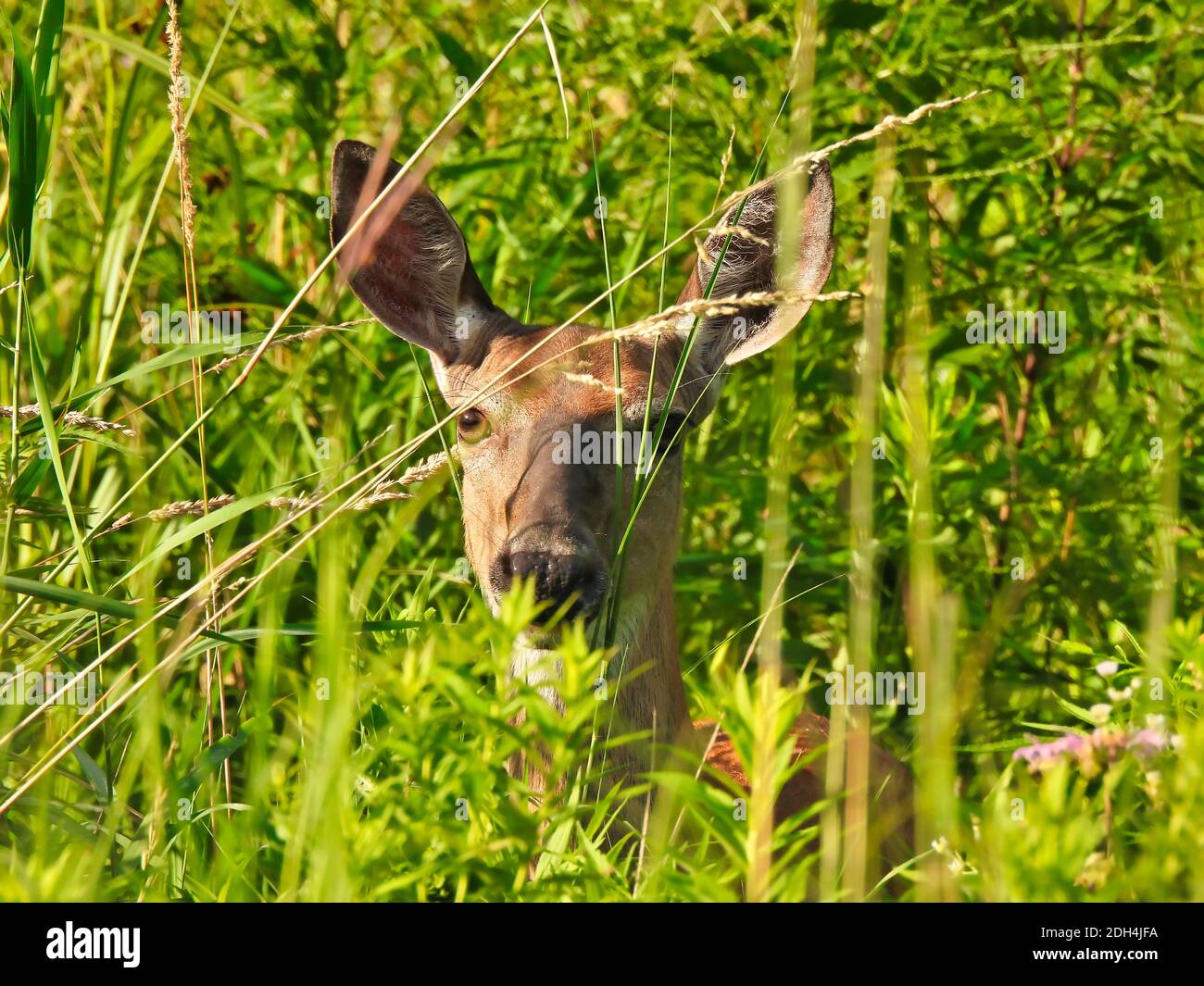 Closeup of Curious Doe White Tailed Deer Hiding in Summer Green Foliage with Sun Shining on Face Stock Photo