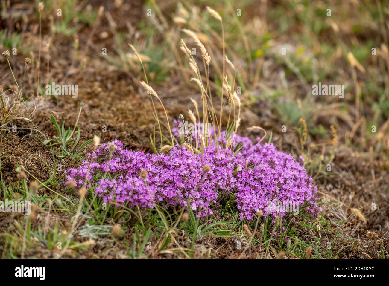 Early flowering thyme Stock Photo Alamy