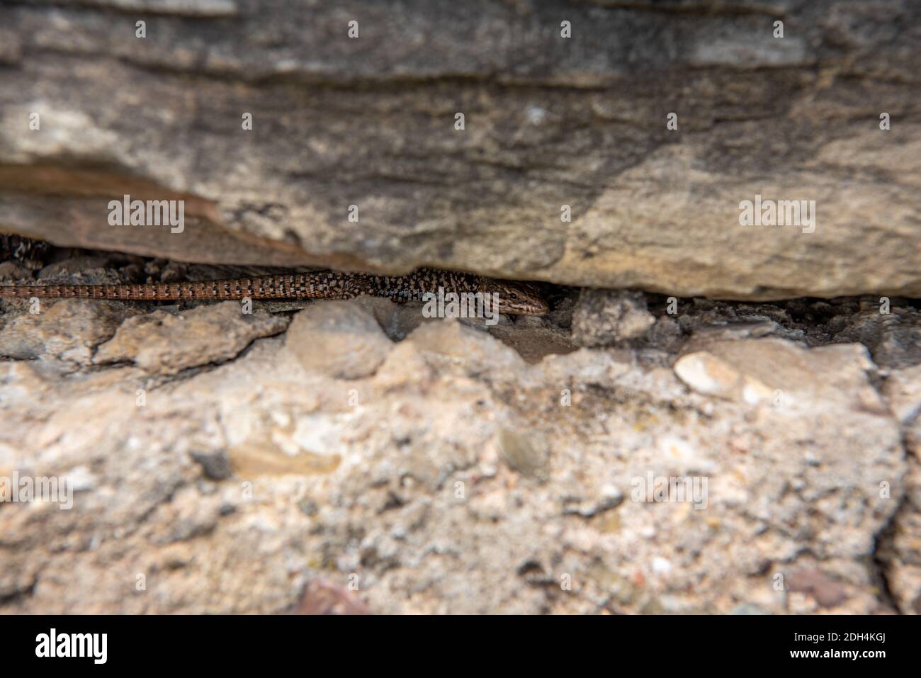 Wall lizard Stock Photo
