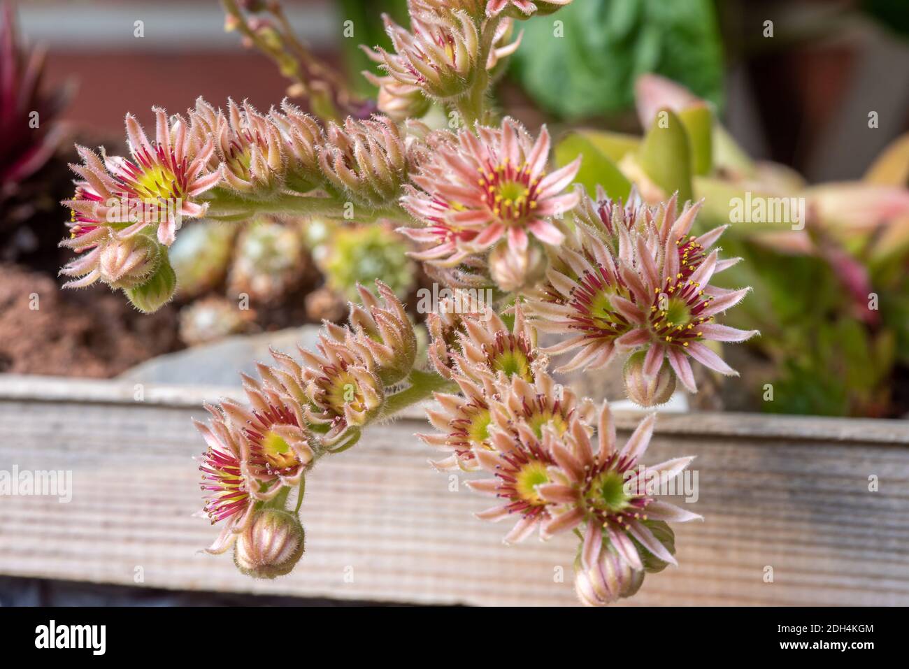 Flower rosettes Stock Photo
