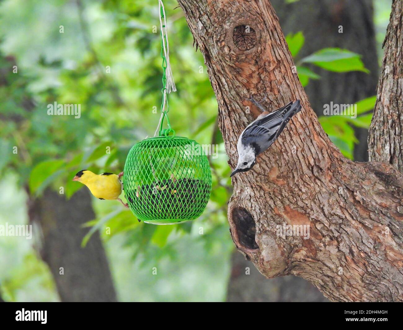 Birds on tree Whitebreasted nuthatch bird and American goldfinch bird eating from the same