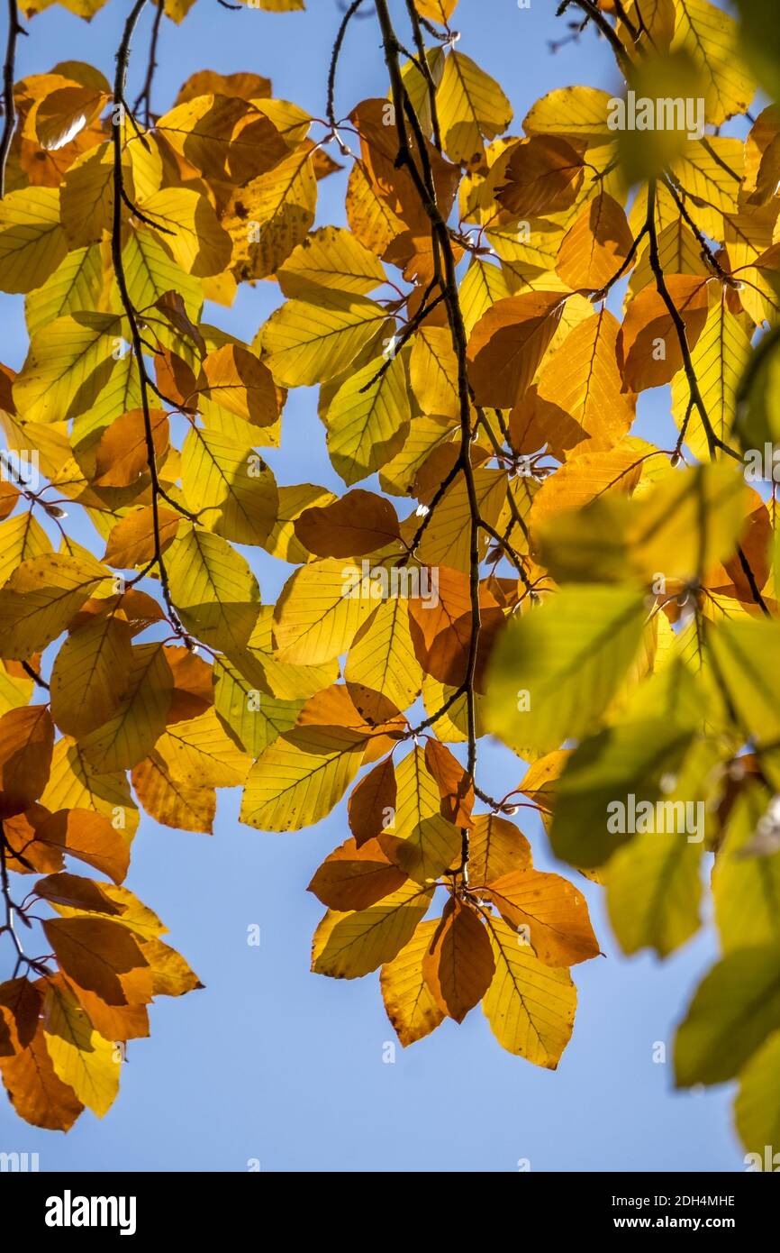 Colourful beech leaves in autumn Stock Photo
