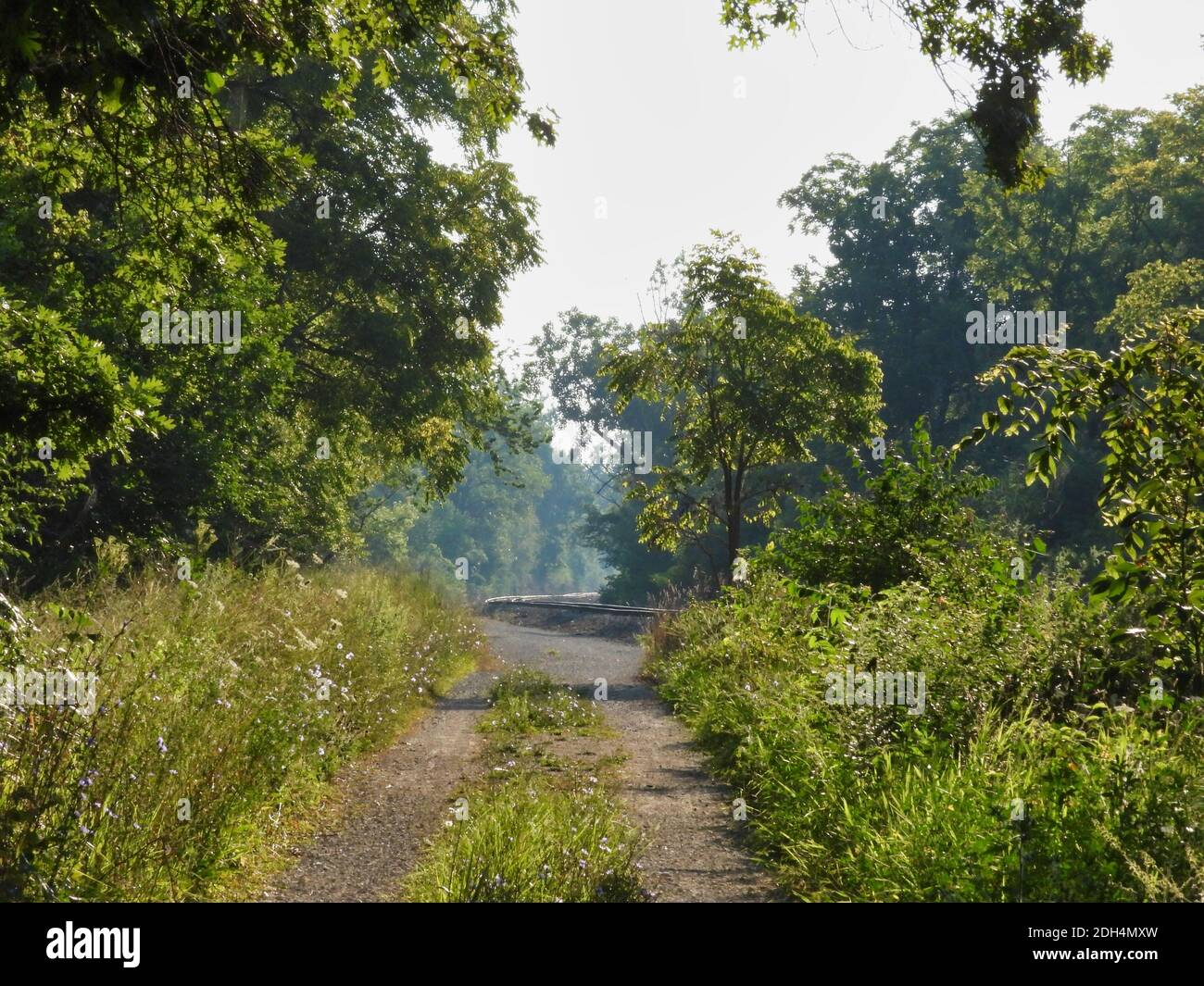 Straight Path out of the Forest to Curve of Railroad Tracks on a Sunny Summer Morning Stock Photo