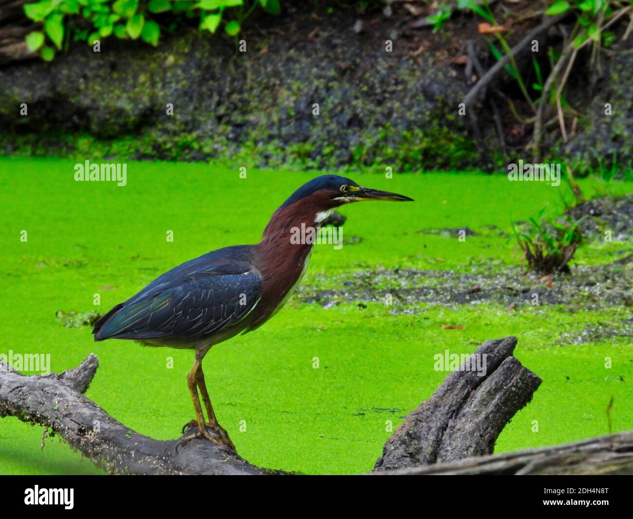 Heron on a tree branch: Green heron bird stands with neck out over a pond covered with a full, bright green duckweed bloom Stock Photo