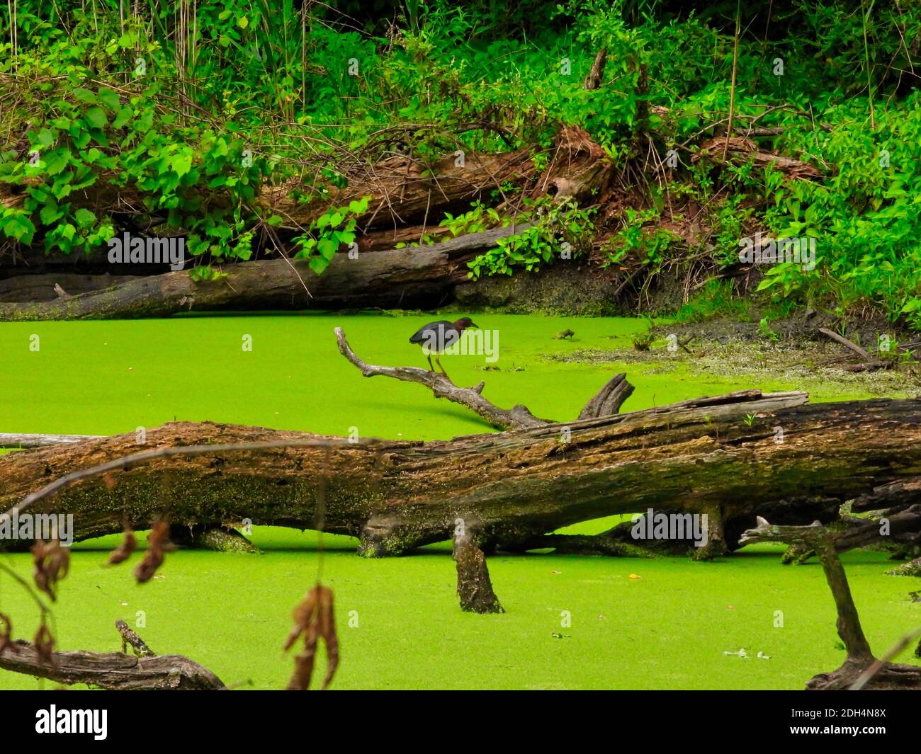 Heron on a tree branch: Landscape view of pond with a full, bright green duckweed bloom covering the surface with a fallen tree trunk and green fauna Stock Photo