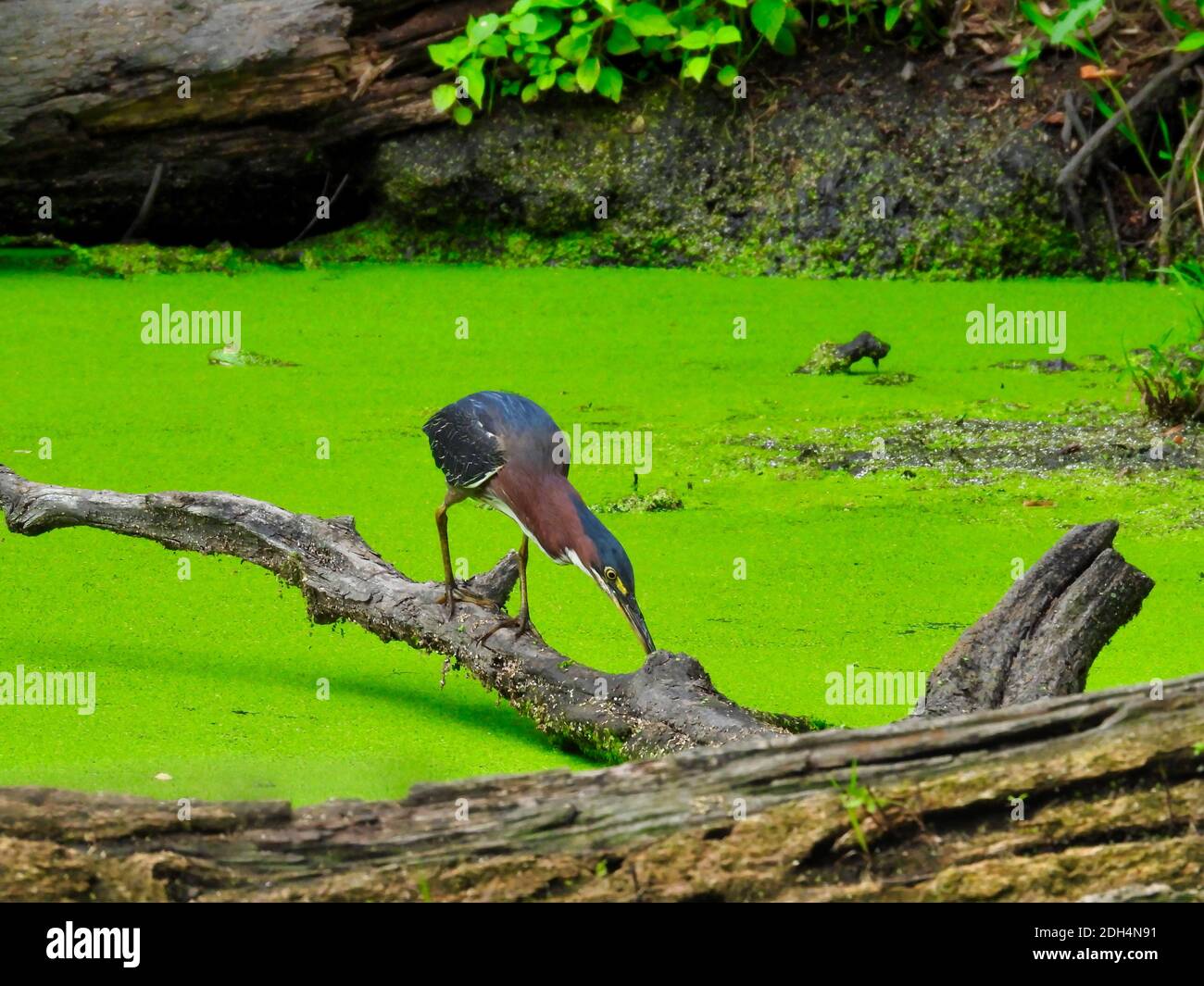 Heron on a tree branch: Green heron bird stops and puts its beak in the pond that is covered by a full duckweed bloom while perched on a fallen tree Stock Photo
