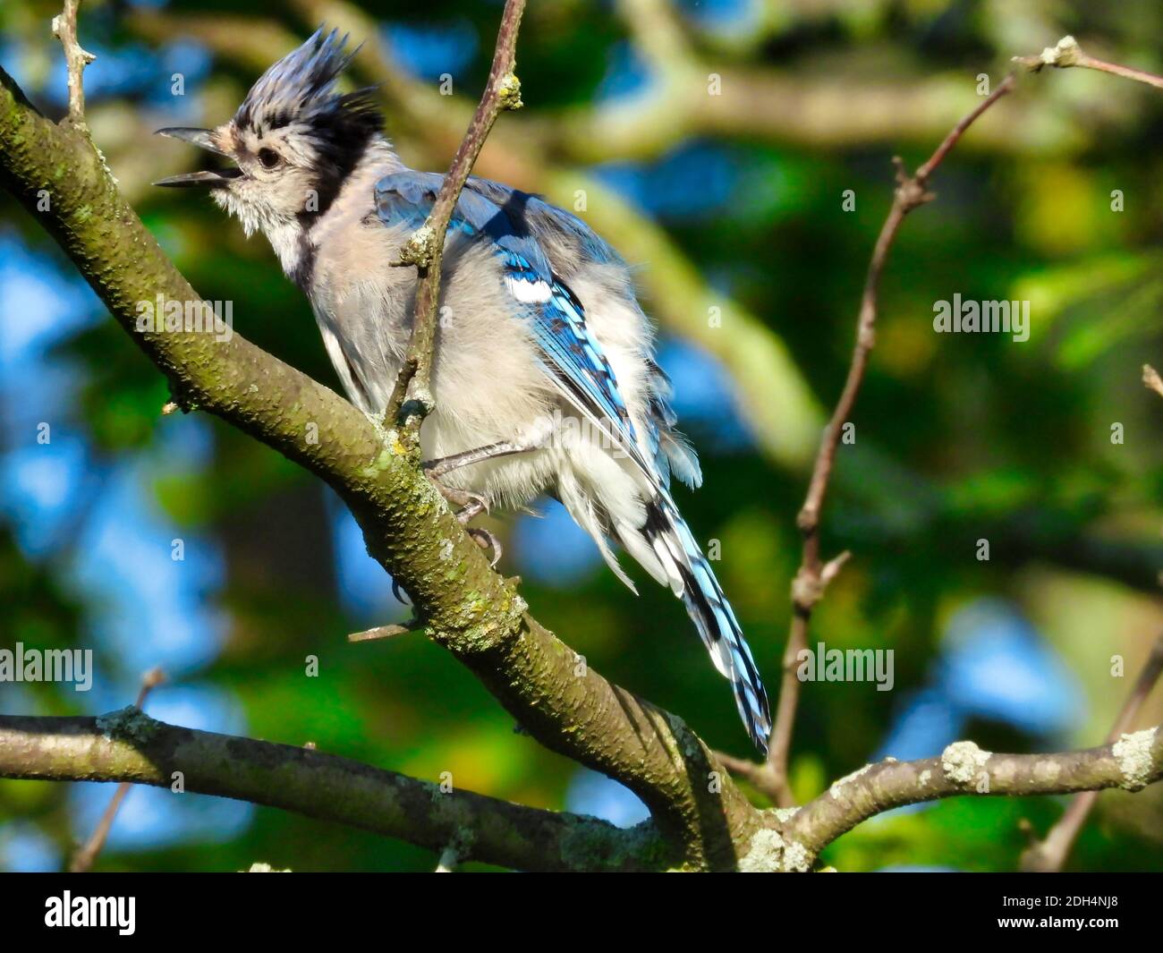 Bluejay Bird Singing with Beak Wide Open and Showing off Blue Feathers in Head Crest and Wings While Perched on Tree Branch with Bright Blue Sky and G Stock Photo