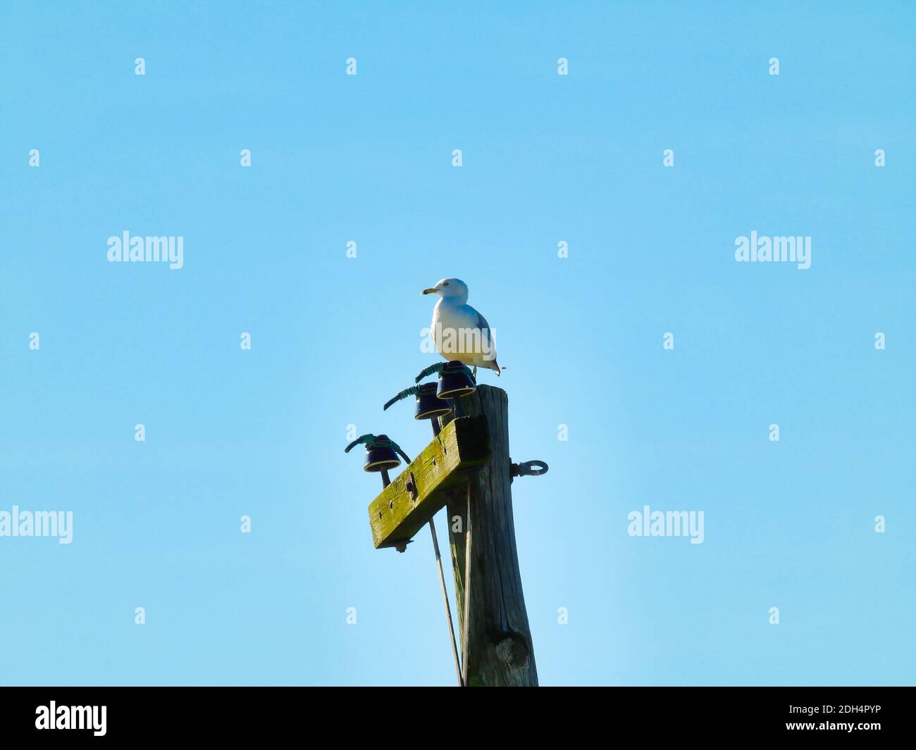A Ring-Billed Gull Bird Perched on an Electrical Pole with a Blue Sky ...