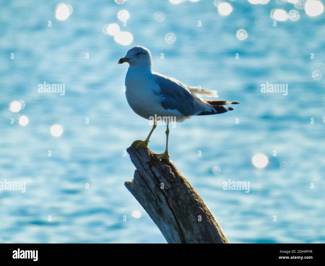 Ring-Billed Gull Seagull Bird Perched on Tree Branch with Glistening Lake Water from Sunny Summer Day Shining in the Background Stock Photo