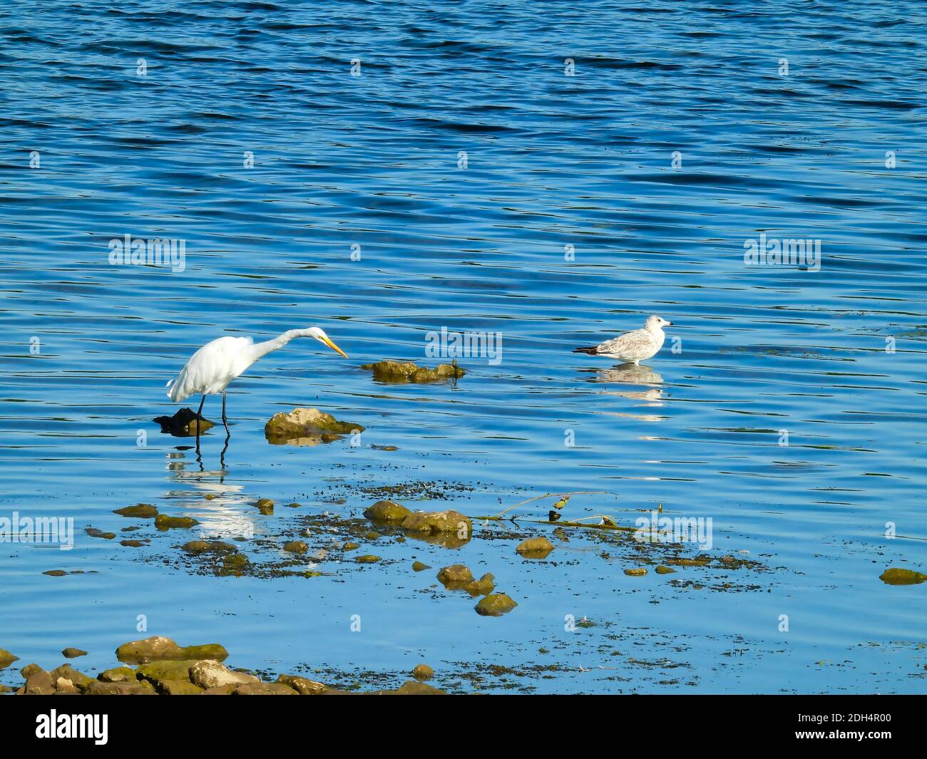 Stand birds hires stock photography and images Alamy