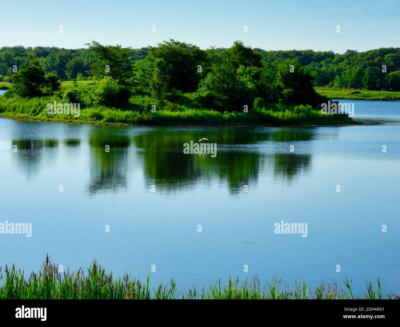A Great Egret Bird Flys Over the Lake Toward the Island with Green Trees Reflected in the Water and Bright Blue Sky on a Beautiful Summer Day Stock Photo