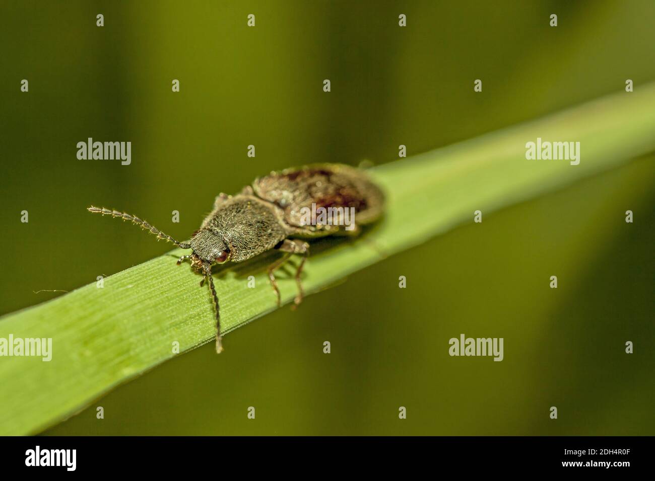 Click beetle 'Elateridae spec.' Stock Photo