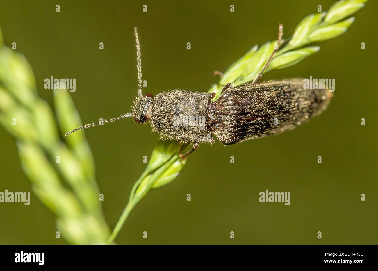 Click beetle 'Elateridae spec.' Stock Photo