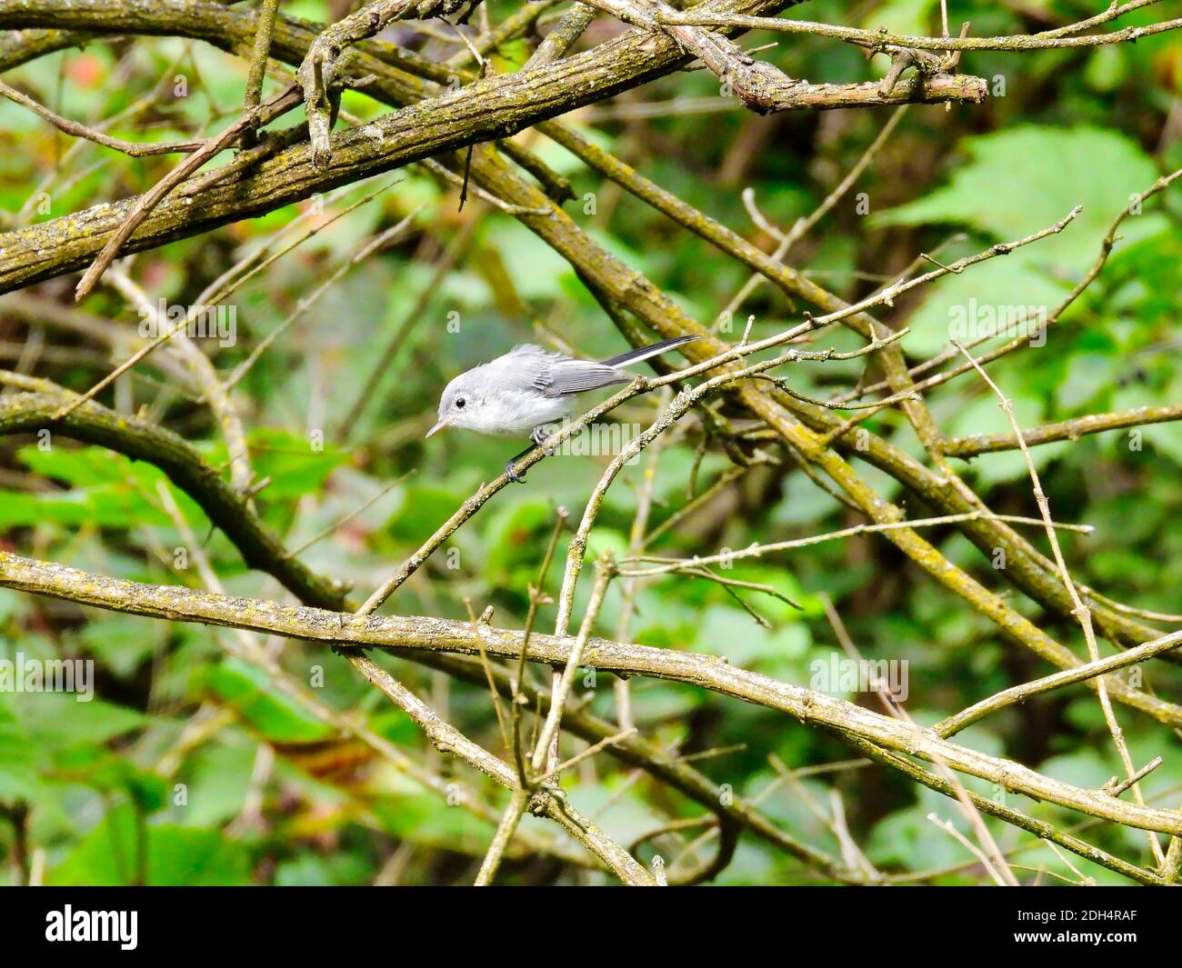Female Blue-gray Gnatcatcher Bird Among Bush Stems and Branches in Search of Insects with Green Foliage in Background Stock Photo