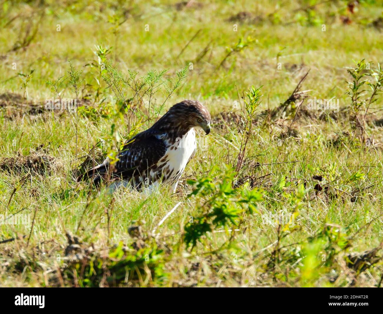 Red-Tailed Hawk Bird of Prey Raptor Sitting on the Ground of a Field on ...