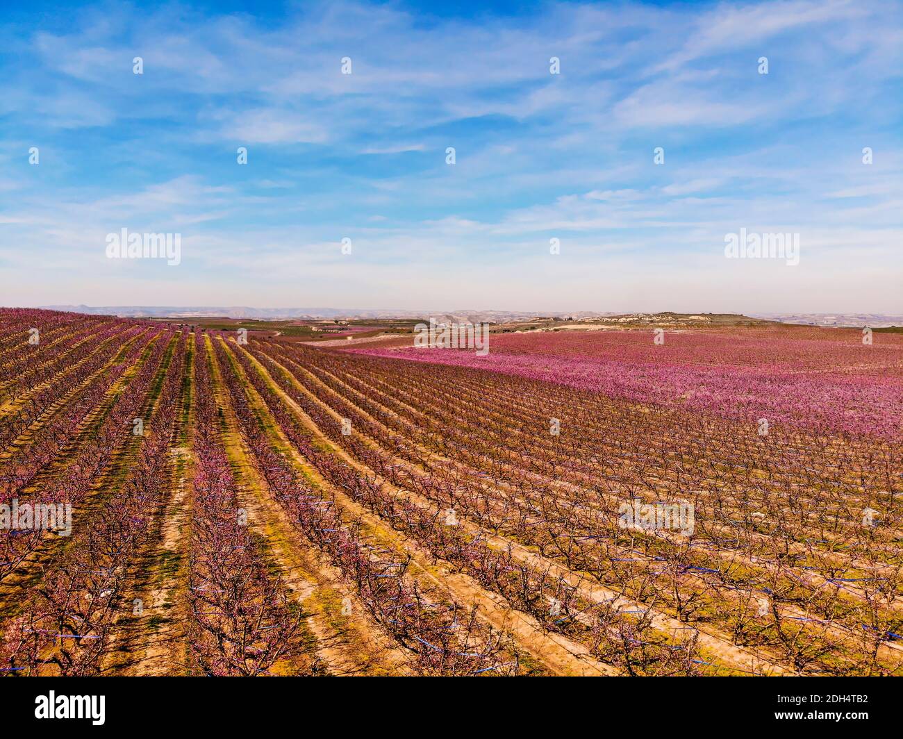 Aerial drone picture of vast pink fields of flowering peach trees. Spectacular colored blossoming in the early spring under blue clouds. Aitona, Spain Stock Photo
