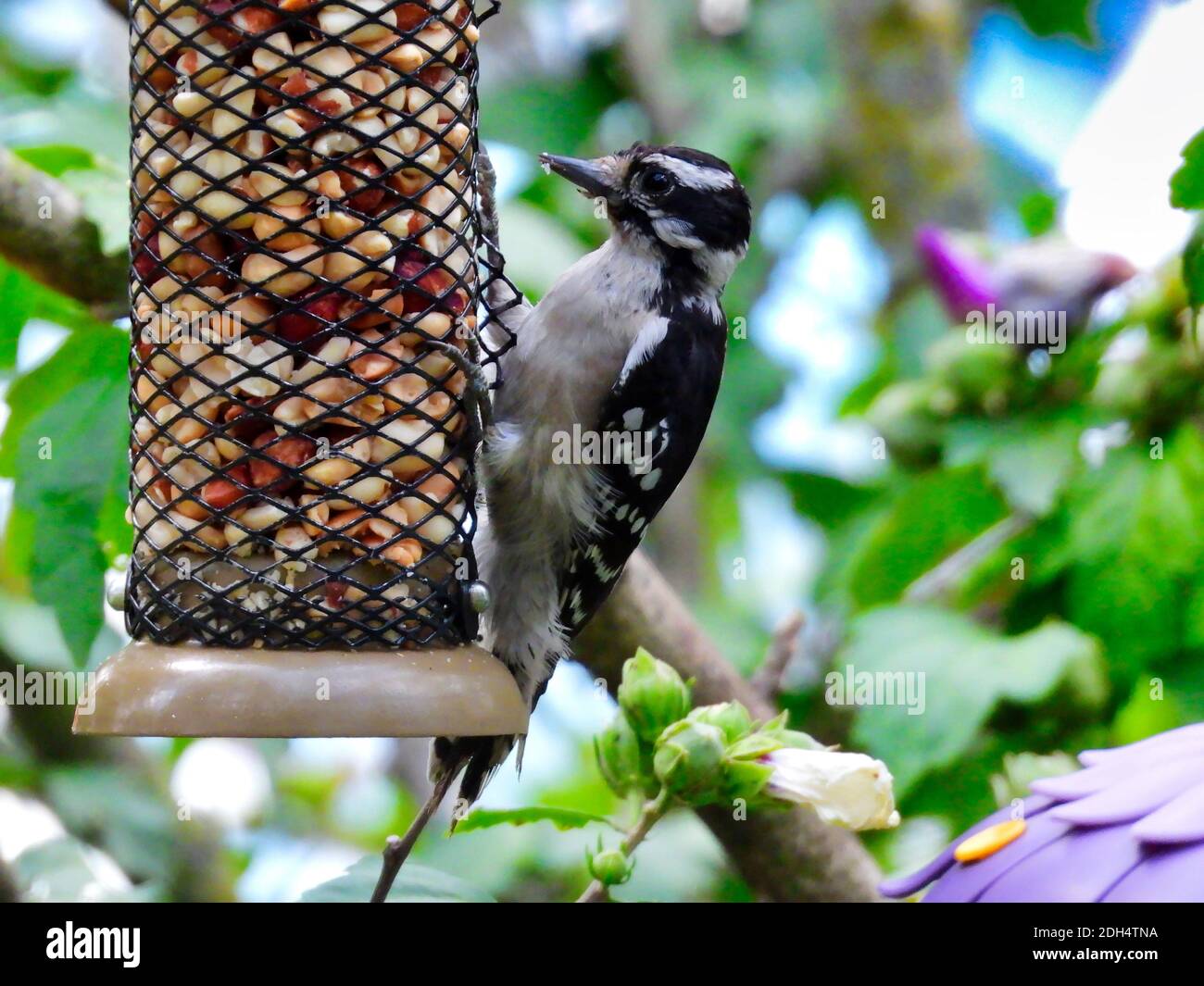 A Downy Woodpecker Bird Hangs onto a Bird Feeder Grabbing a Snack of Peanuts with Green Leaves and Hibiscus Flowers in the Background Stock Photo
